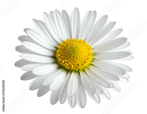 A perfectly centered, isolated close-up of a daisy on a transparent background