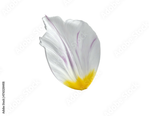 Isolated close-up of a tulip petal, white with purple veins and yellow base