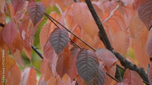 Wallpaper Mural Rote Blätter im leichten Wind Torontodigital.ca