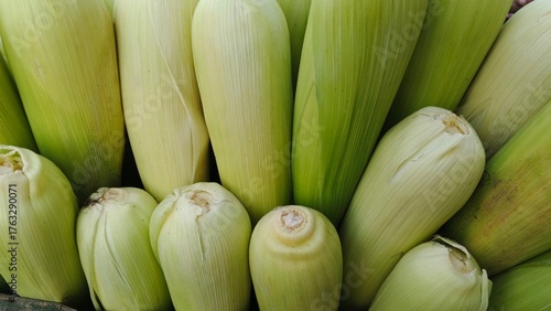 Fresh Green Corn Cobs with Husk