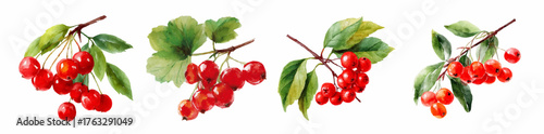 Watercolor set of rowan and viburnum berries. Branch of winter and autumn berries of viburnum and mountain ash with green leaves. Winter fruits. Vector illustration.