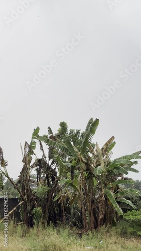 Banana trees growing in tropical farmland under a cloudy gray sky. Peaceful rural landscape showing lush green plants and natural countryside atmosphere after light rain in Southeast Asia.