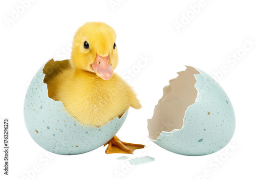 Isolated cute yellow duckling emerging from cracked blue speckled egg, freshly hatched