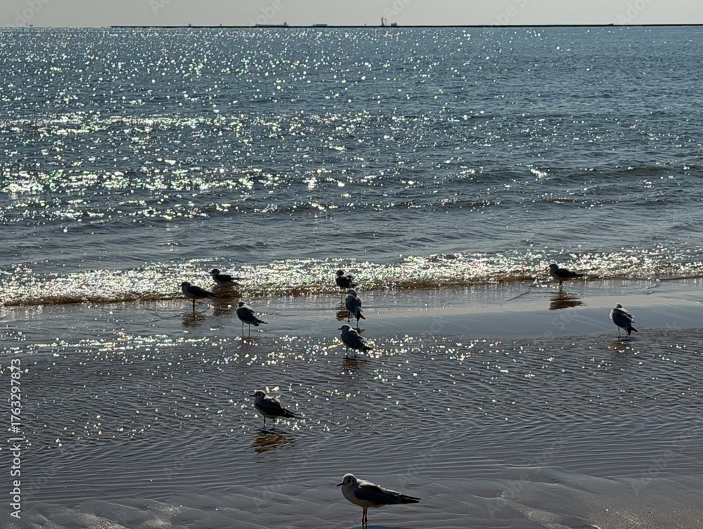 Naklejka premium seagulls on the beach