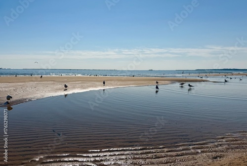 seagulls on the beach