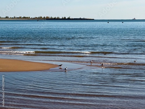 seagulls on the beach