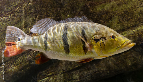 Close-up view of a Peacock bass (Cichla temensis)
