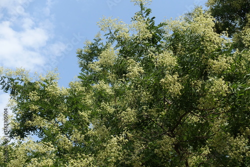 Wallpaper Mural Cloudy sky and branches of blossoming Styphnolobium japonicum tree in mid August Torontodigital.ca