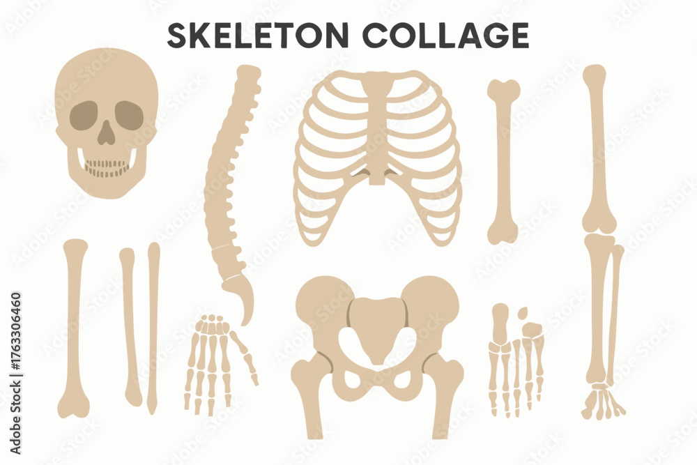 Fototapeta premium skeleton collage anatomy illustration flat minimal clean vector set for educational medical reuse solid color bones structure human body flat vector professional