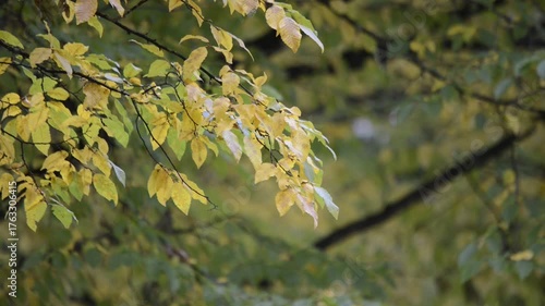 Wallpaper Mural Grüne Blätter im Wind Torontodigital.ca