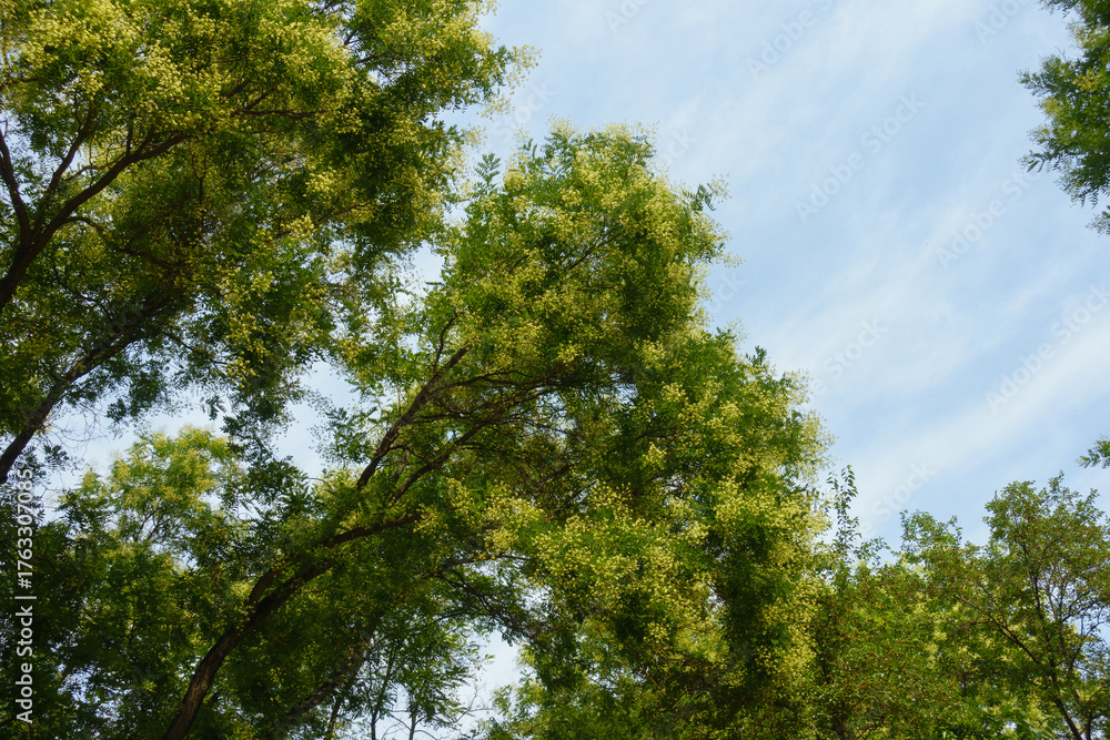 Fototapeta premium Misty blue sky and branches of blossoming Styphnolobium japonicum tree in August