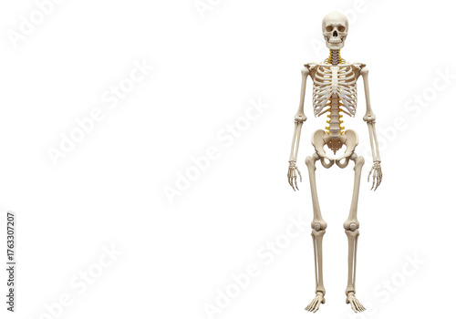 Isolated human skeleton showing structure for medical research with full bone structure