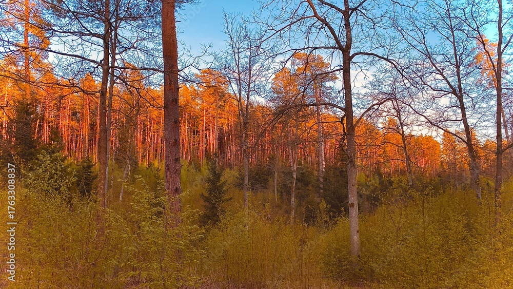 Fototapeta premium autumn landscape with trees