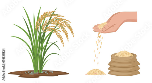 Rice Plant and Harvest: A Visual Journey of Cultivation.