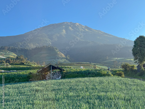 vegetable field with mountain background