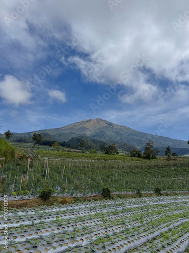 vegetable field with mountain background