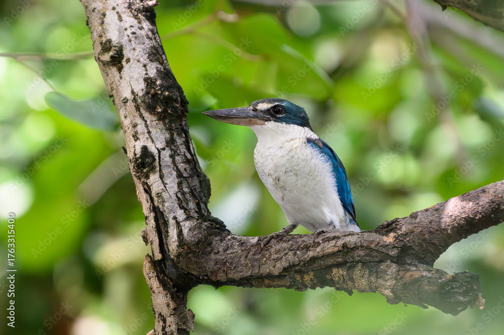 Obraz premium Collared Kingfisher on the branch