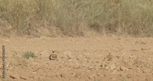 Pair of pin-tailed sandgrouse (Pterocles alchata) in a semi-desert plain, on a scorching summer day . In Monegros desert, in Zaragoza, in Spain.