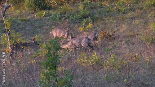 Roe Deer in natural ambient, group, escape (Capreolus capreolus) - (4K)