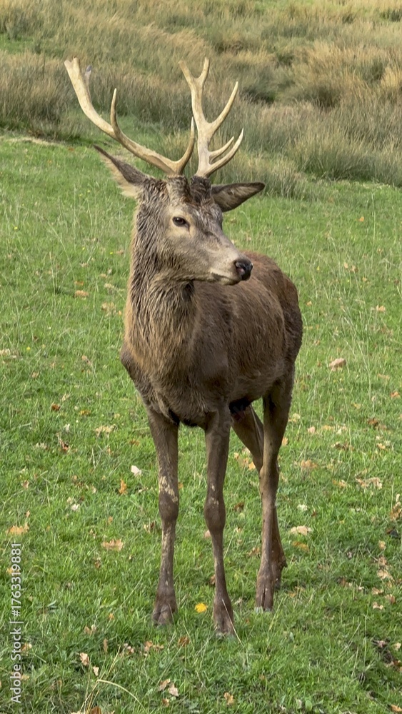 Fototapeta premium Aveyron cerfs biches sangliers