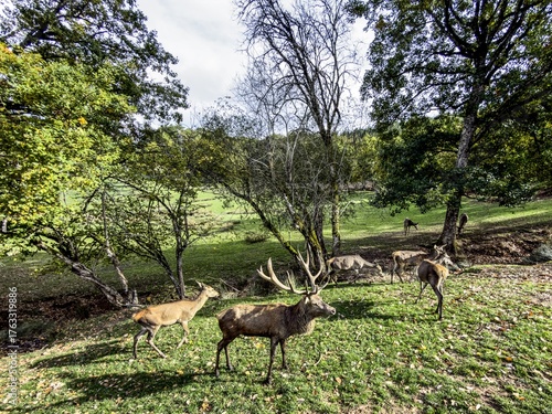 Aveyron cerfs biches sangliers