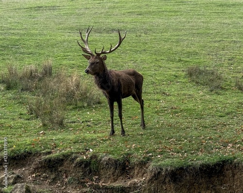 Aveyron cerfs biches sangliers