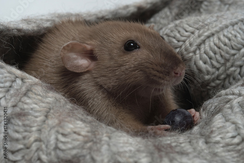 Small brown rat curled inside a warm gray knitted sweater, holding a dark berry. Soft textures and muted tones create a sense of coziness and comfort. scene evokes warmth and homey feelings