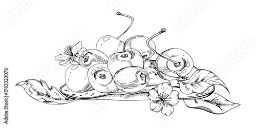 Sweet sour line cherry berries on ceramic plate, hand drawn vector ink, ripe cerise, leaves, white flowers. Isolated composition illustration. Restaurant, wedding, cafe dessert menu, farmers market