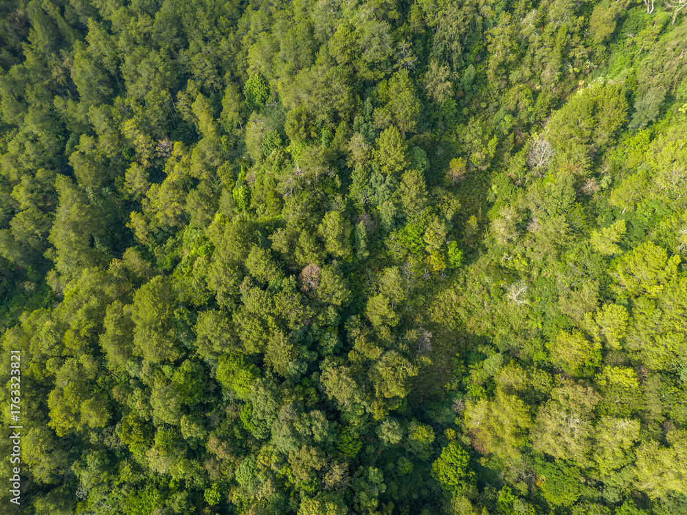 Naklejka premium Aerial panoramic view of lush green mountain forest under daylight.