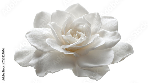 Pristine white gardenia flower in full bloom, symbol of purity and grace, surrounded by lush green glossy leaves isolated on white background 