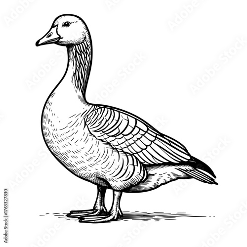 Farm goose, black and white sketch. Vector illustration. Domestic waterfowl with elegant plumage, isolated on a white background. Simple style drawing. Farm.