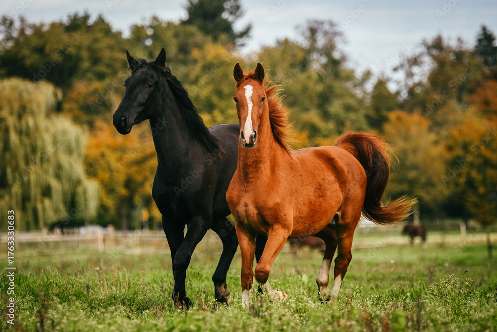 Obraz premium Two young horses playing in a pasture, one chestnut and one black