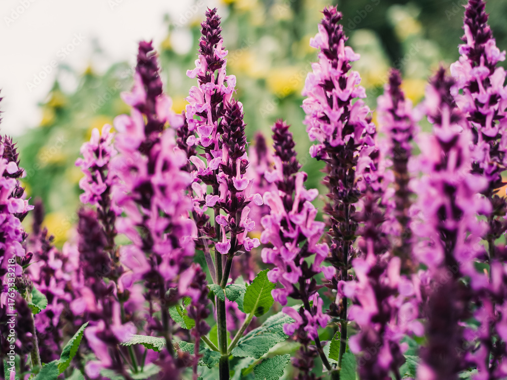 Fototapeta premium Salvia flower
