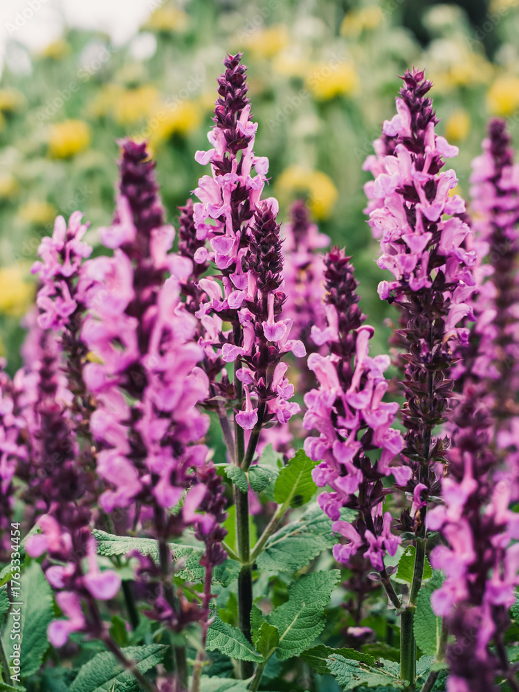 Obraz premium Salvia flower