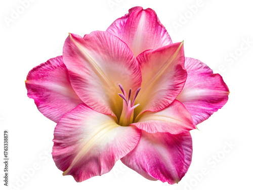 A beautiful pink and white gladiolus flower isolated on transparent background, showcasing its delicate petals and vibrant colors, perfect for floral designs and nature photography
