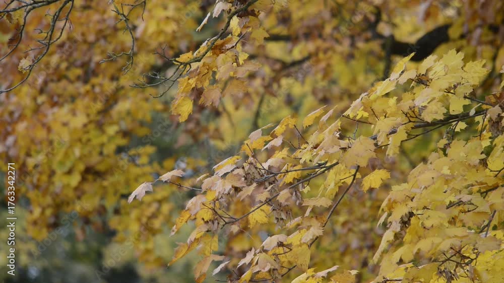 custom made wallpaper toronto digitalDer Herbst beginnt