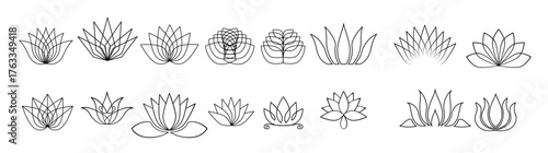 lotus