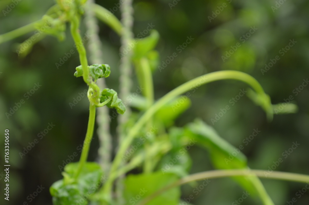 Naklejka premium Close-up of green leaf with natural veins and texture