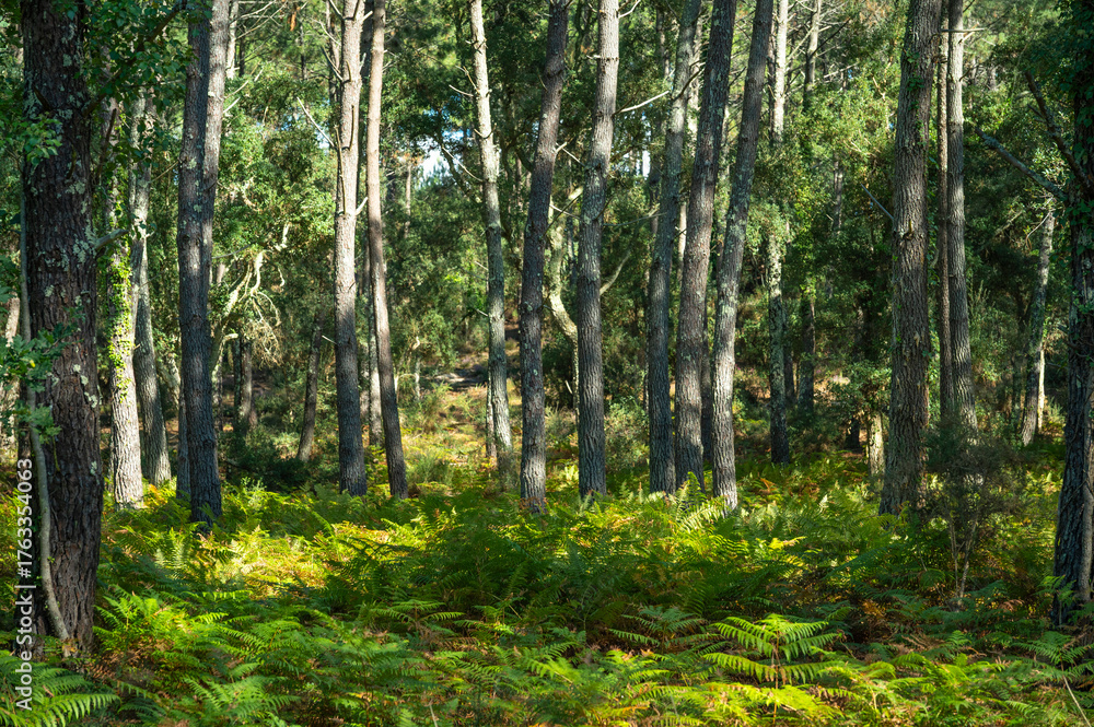 Obraz premium Landes forest, Moliets, vibrant heather blooms under towering pine trees. The clear blue sky adds charm to the peaceful forest scene, creating a perfect outdoor retreat.