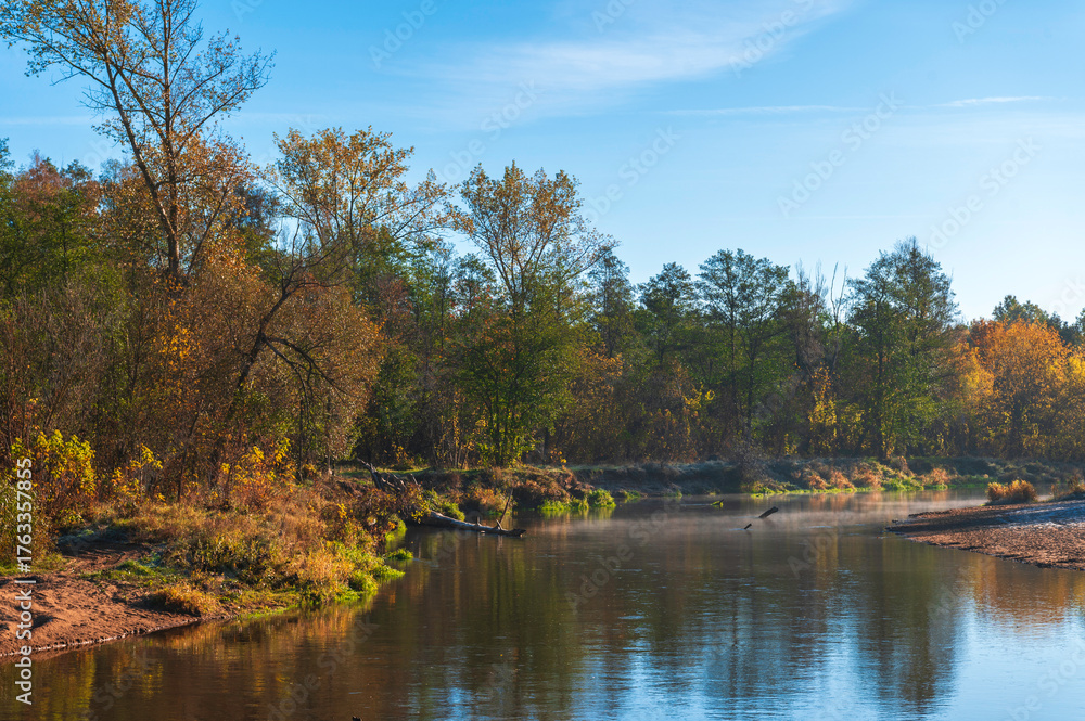 Obraz premium Autumn Morning on the Liwiec River Bank – Golden Trees and Mist Over Water