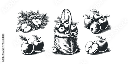 Collection of Apples and Foliage in Sketch Style
