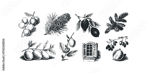 Pencil Sketch of Fruit Branches and Pinecone Elements