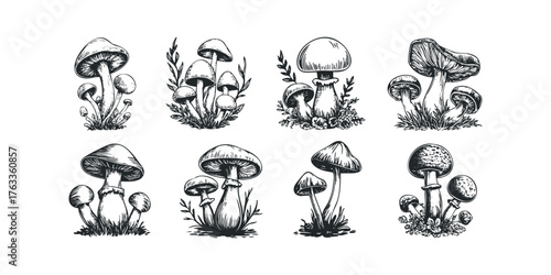 Collection of hand-drawn mushroom illustrations
