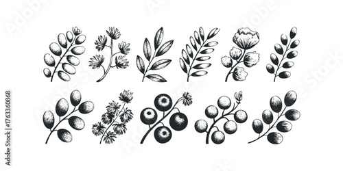 Collection of Hand Drawn Botanical Sprigs and Flowers