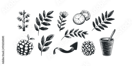 Hand drawn botanical elements and fruit slice collection