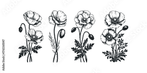 Sketchy poppy flowers with buds and leaves