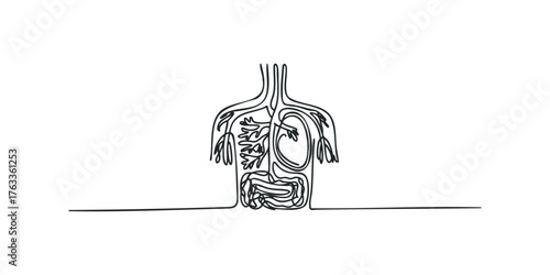 Abstract human internal organ system outline drawing