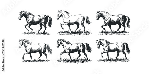 Six horses in profile on white background