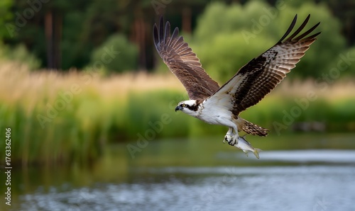 an osprey flying toward the viewer with its wings wide open, its eyes sharp and its prey fish in its beak.