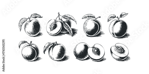 Group of Hand Drawn Peaches and Halved Peaches with Leaves